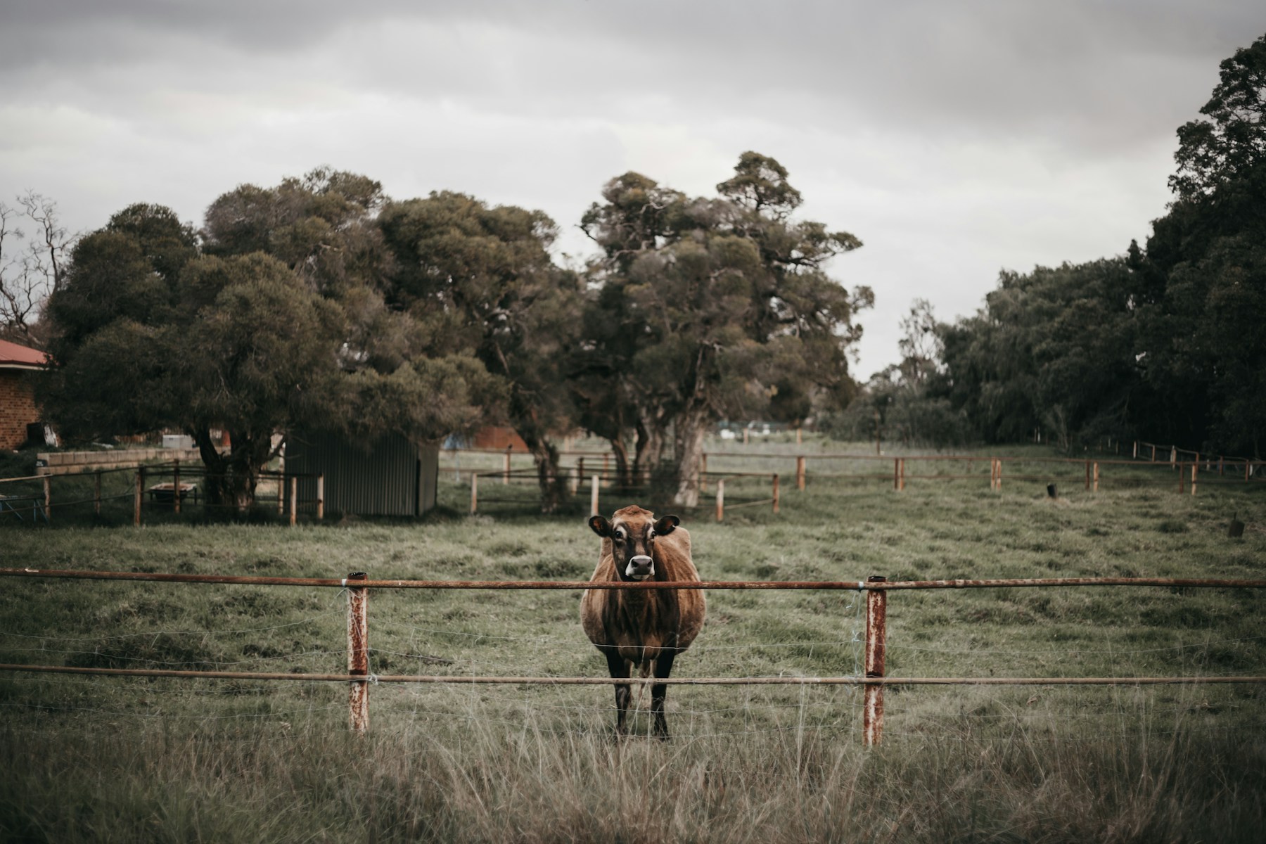 Cattle on an Australian farm