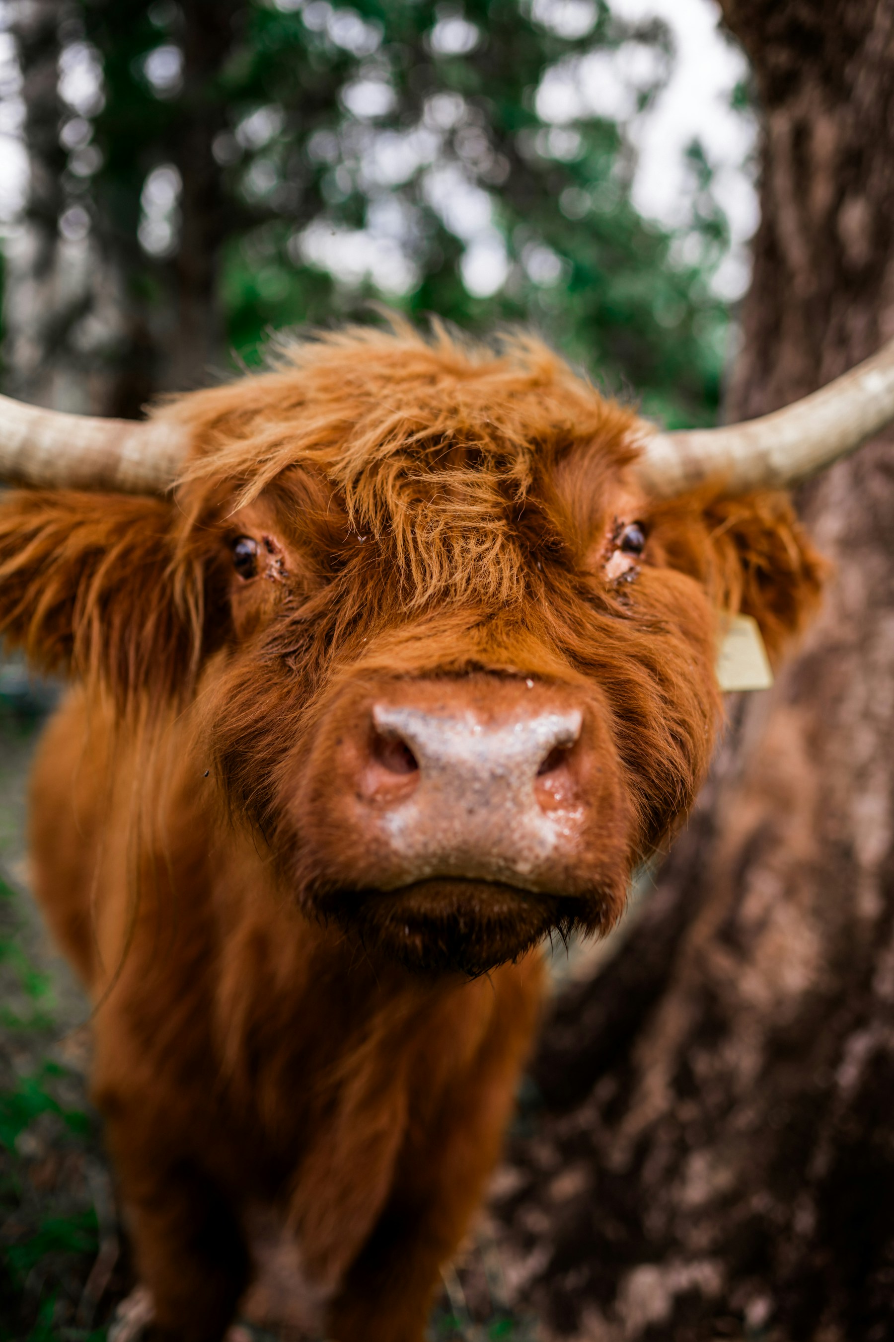 Australian cattle beside bushland